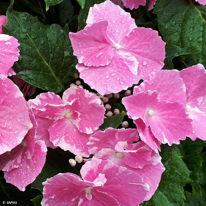 Hydrangea macrophylla So Long Starlit Sky (Flowering)