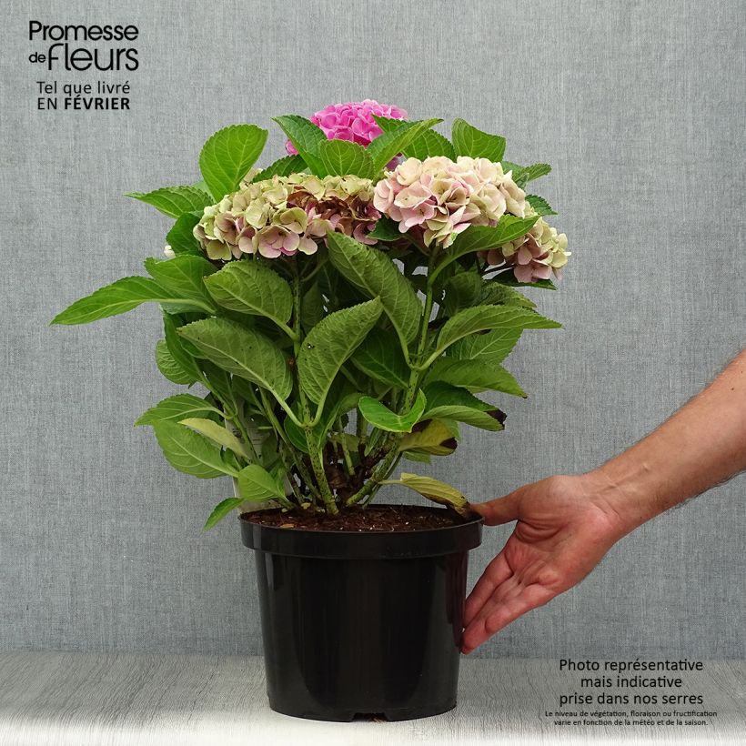 Hortensia - Hydrangea macrophylla Xian en pot de 4/5L sample as delivered in autumn