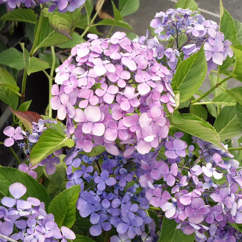 Hydrangea macrophylla Yamato (Flowering)