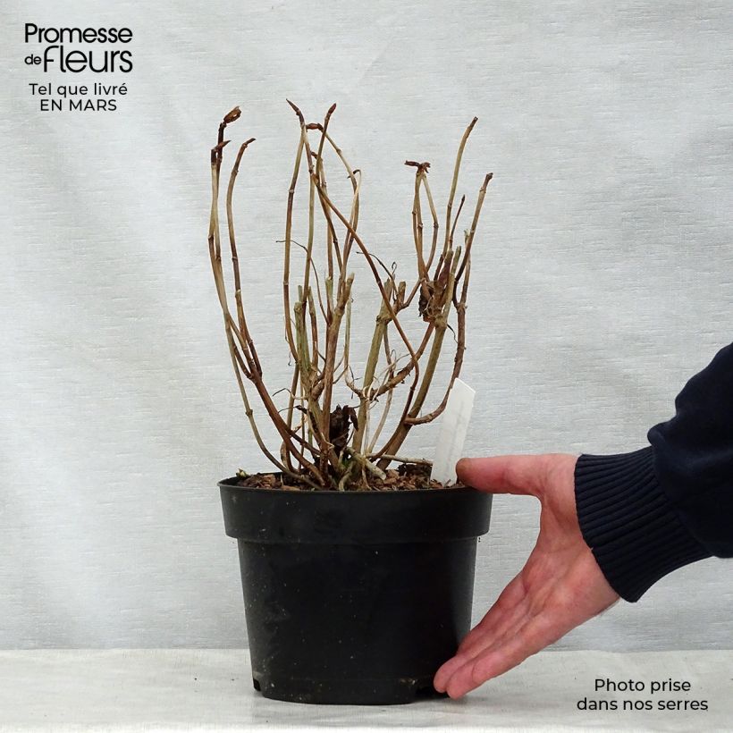 Hydrangea macrophylla Forever sample as delivered in spring