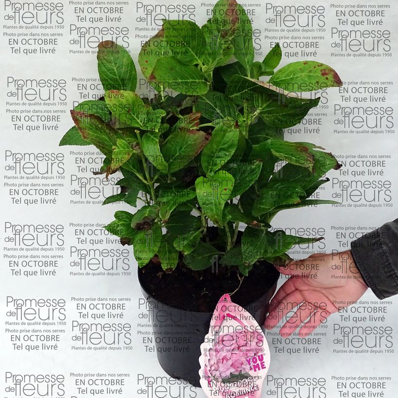 Example of Hydrangea macrophylla You and Me Romance specimen as delivered