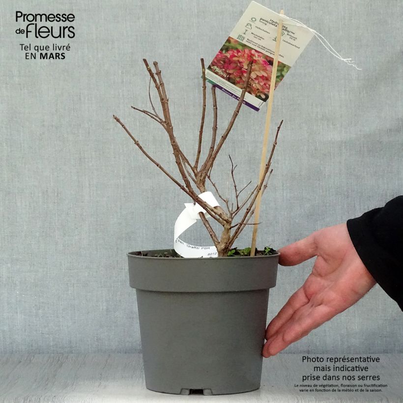 Hydrangea paniculata Graffiti - Hortensia paniculé Pot de 4L/5LHauteur livrée env. 30/40cm sample as delivered in spring
