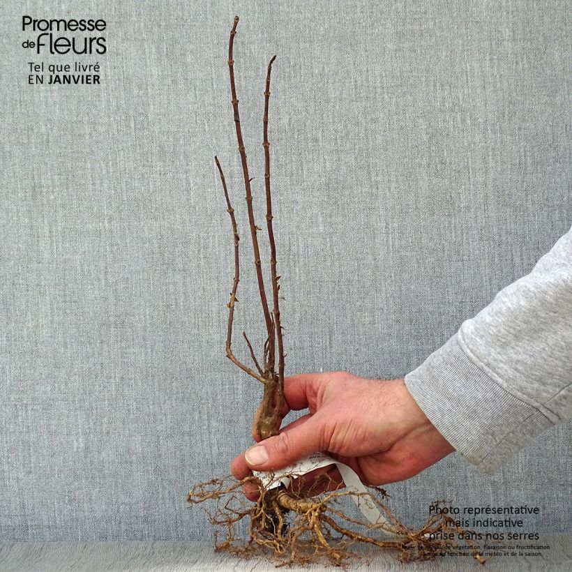 Hydrangea paniculata Grandiflora - Hortensia paniculé Petites Racines nues sample as delivered in winter