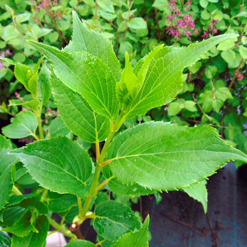 Hydrangea paniculata Kyushu (Foliage)