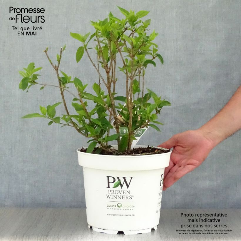 Hydrangea paniculata Little Lime - Hortensia paniculé Pot de 7,5L/10LHauteur livrée env. 30/40cm sample as delivered in spring