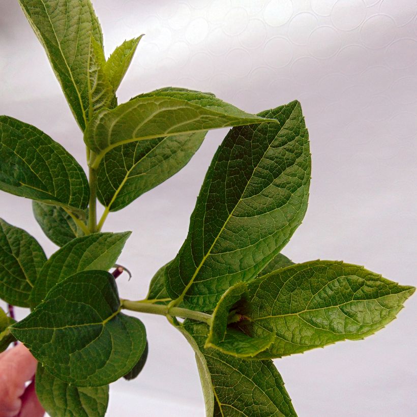 Hydrangea paniculata Pinky Winky (Foliage)