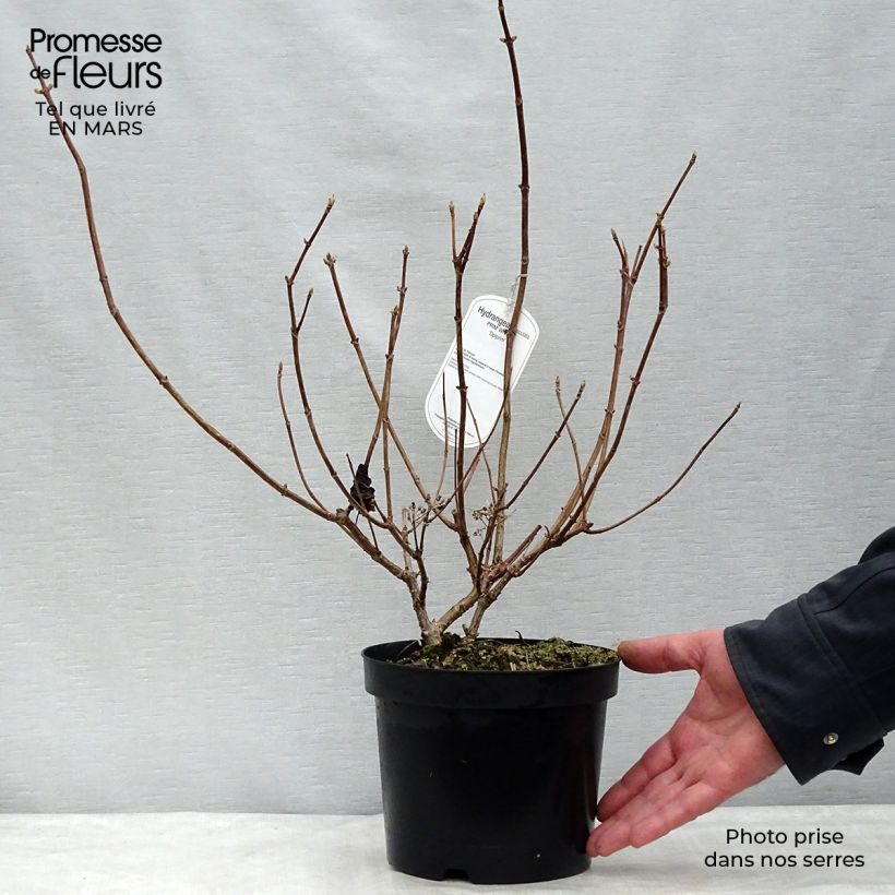 Hydrangea paniculata Prim White - Hortensia paniculé Pot de 2L/3LHauteur livrée env. 30/40cm sample as delivered in spring