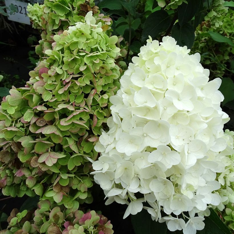 Hydrangea paniculata Silver Dollar (Flowering)