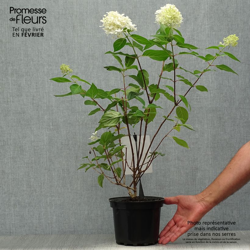 Hortensia - Hydrangea paniculata Silver Dollar en pot de 3,5L sample as delivered in autumn