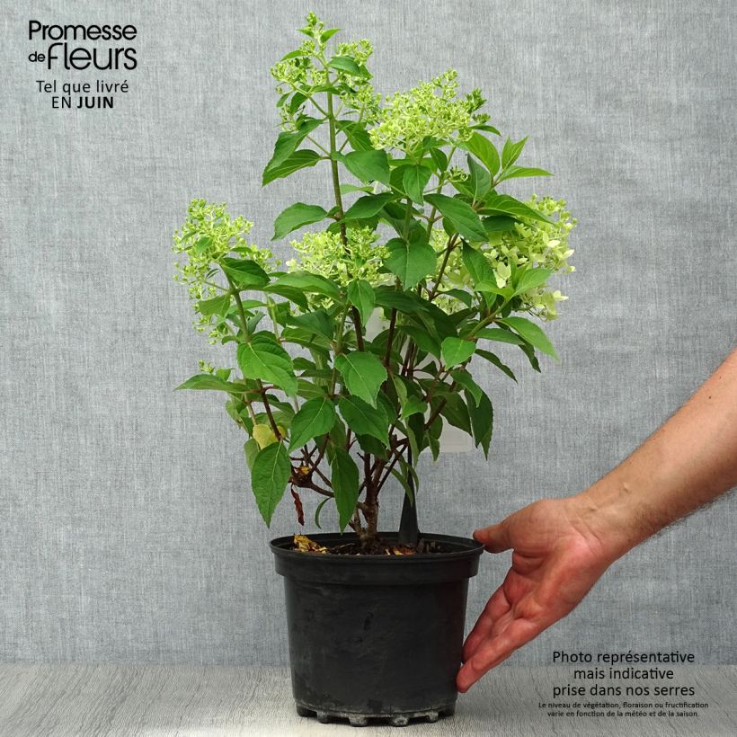 Hydrangea paniculata Silver Dollar 3L/4L pot sample as delivered in summer