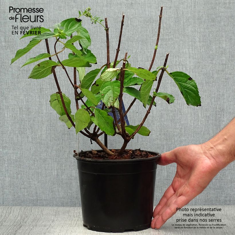 Hydrangea paniculata Skyfall 3L/4L pot sample as delivered in autumn