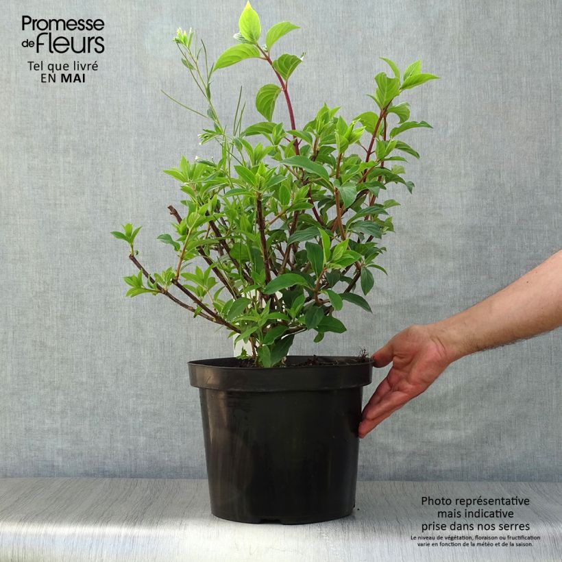 Hydrangea paniculata Vanille Fraise - Hortensia paniculé Pot de 7,5L/10LHauteur livrée env. 50/80cm sample as delivered in spring