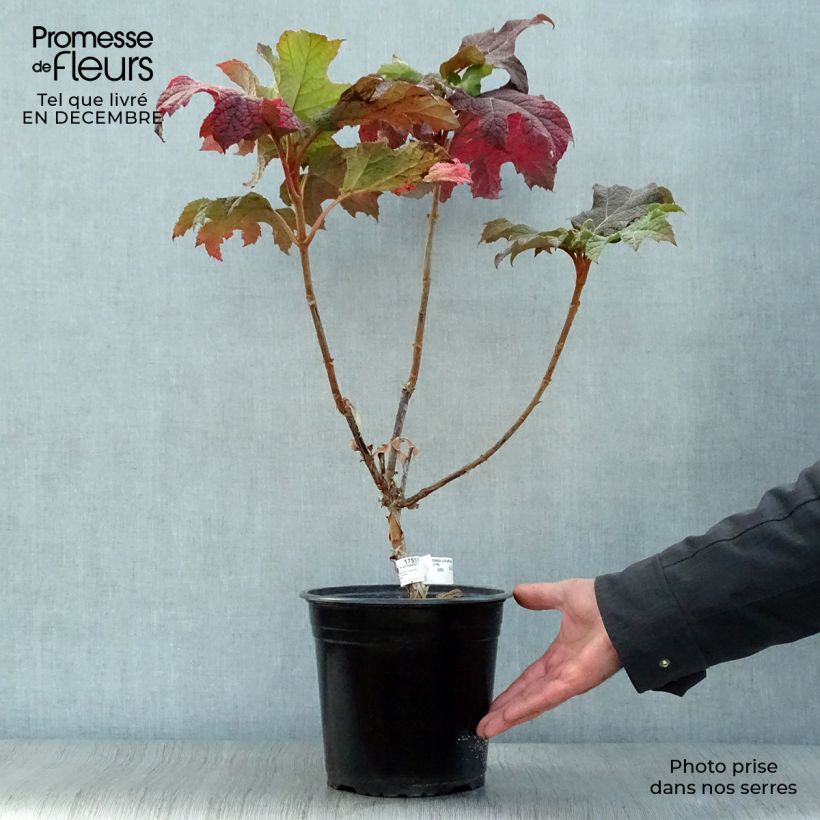 Hortensia - Hydrangea quercifolia Applause Pot 4.5L sample as delivered in winter