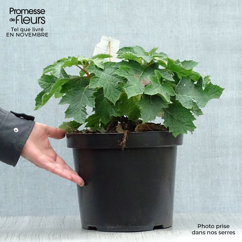 Hydrangea quercifolia Jetstream 6L/7L pot sample as delivered in autumn