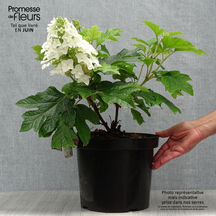 Hydrangea quercifolia Jetstream 6L/7L pot sample as delivered in summer