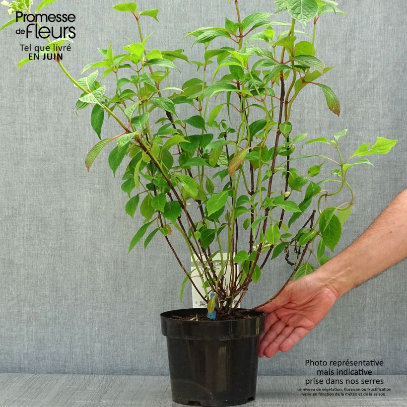 Hydrangea serrata Avelroz - Mountain Hydrangea 2L/3L pot sample as delivered in summer