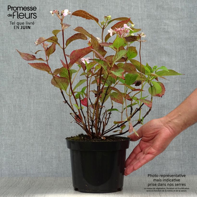 Hydrangea serrata Blue Bird - Mountain Hydrangea 3L/4L pot sample as delivered in summer