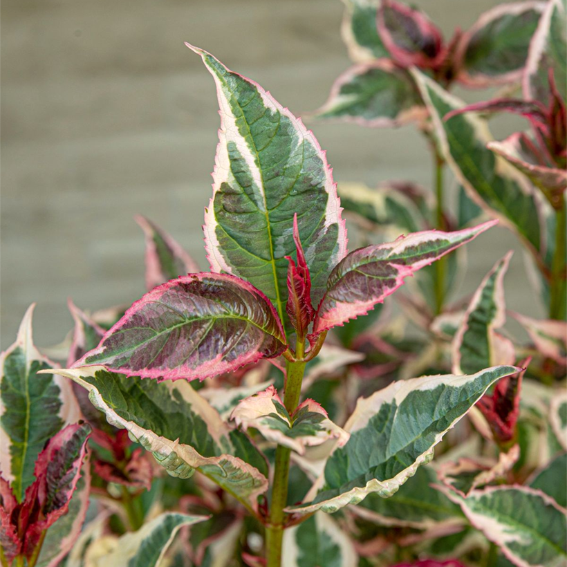 Hydrangea serrata Euphoria Pink (Foliage)