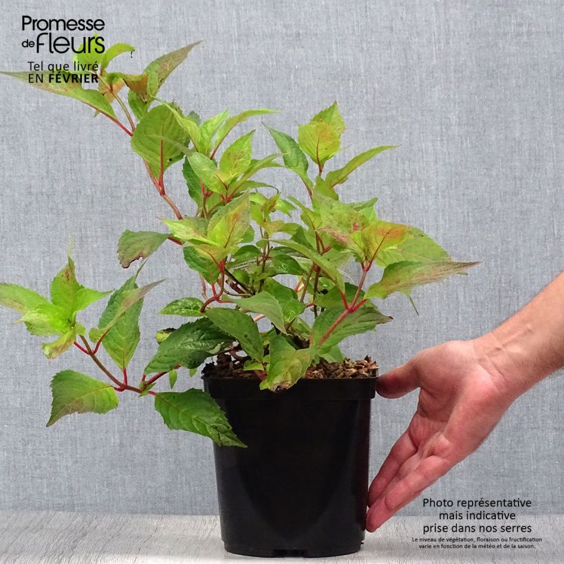 Hydrangea serrata Graciosa - Mountain Hydrangea 2L/3L pot sample as delivered in autumn