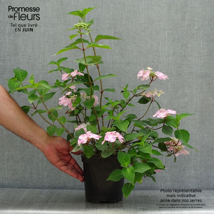 Hydrangea serrata Graciosa - Mountain Hydrangea 2L/3L potShipped height around 20/30cm sample as delivered in summer