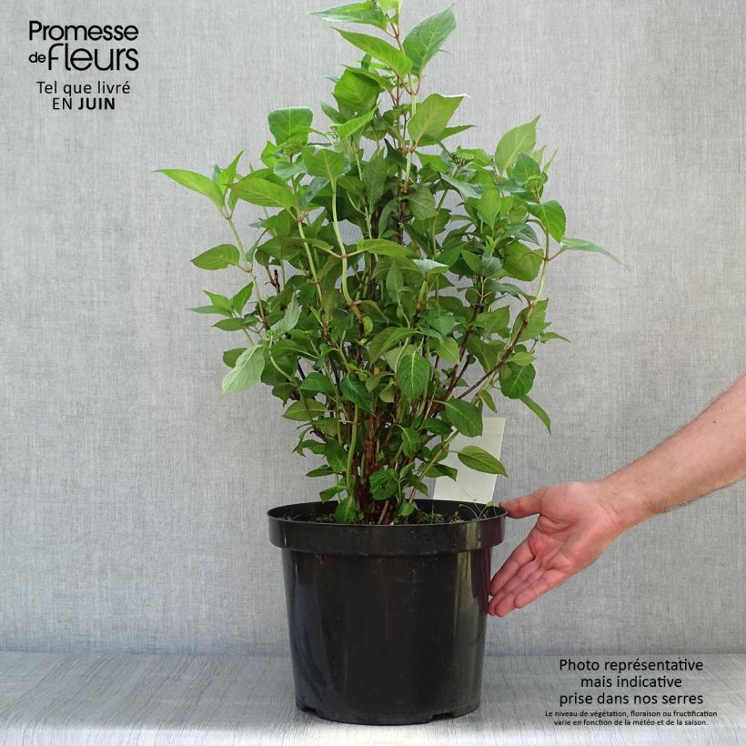 Hydrangea serrata Intermedia - Mountain Hydrangea 7.5L/10L pot sample as delivered in summer
