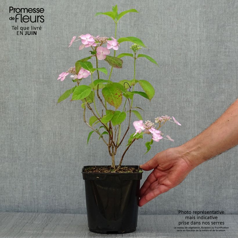 Hydrangea serrata Shôjo - Mountain Hydrangea 2L/3L pot sample as delivered in summer