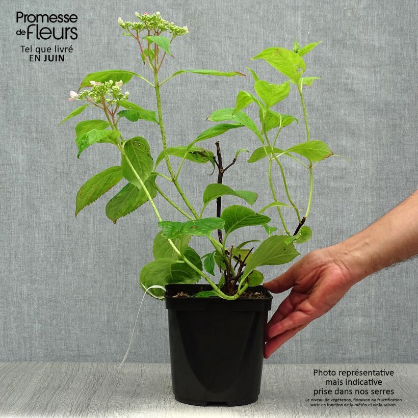 Hydrangea serrata Vicomte de Kerlot - Mountain Hydrangea 2L/3L pot sample as delivered in summer