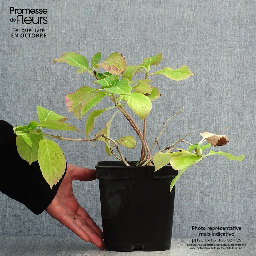 Hydrangea macrophylla Mathilde Gutges 2L/3L pot sample as delivered in autumn