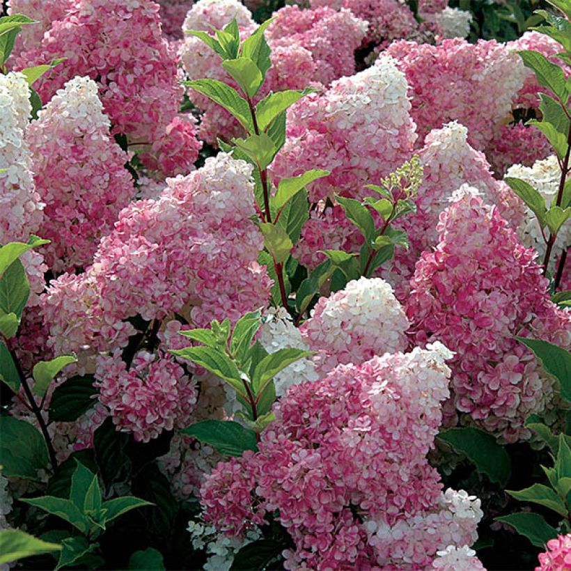 Hydrangea paniculata Vanille Fraise (Flowering)