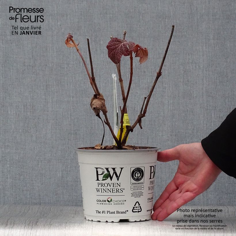 Hydrangea quercifolia Gatsby Star - Oak-leaved Hydrangea sample as delivered in winter