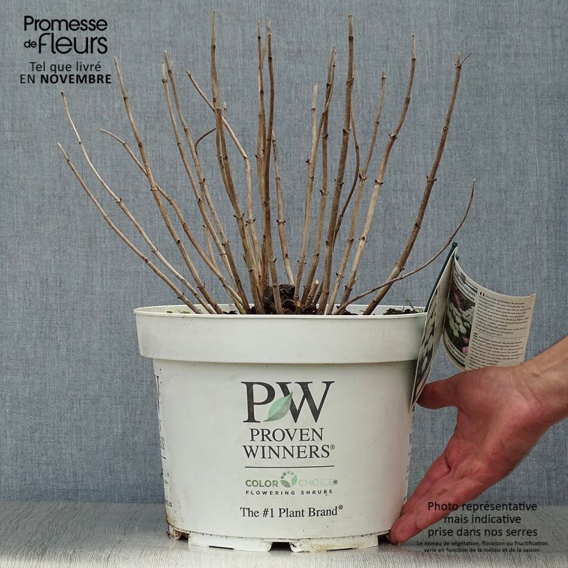 Hydrangea arborescens BellaRagazza Blanchetta 7.5L/10L pot sample as delivered in autumn