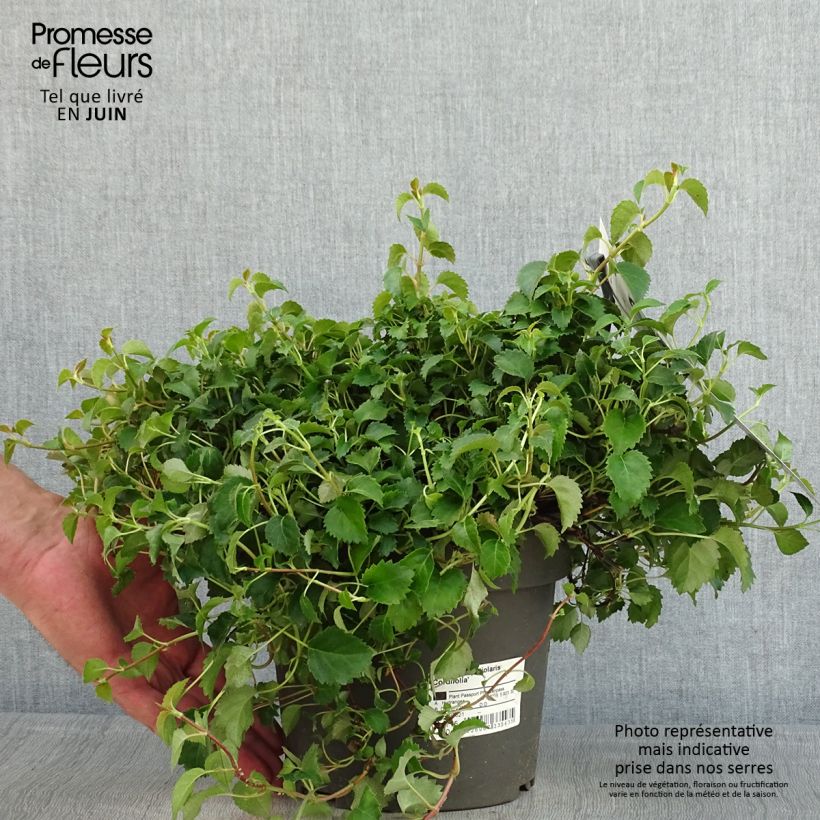 Hydrangea petiolaris Cordifolia- Climbing Hydrangea sample as delivered in spring