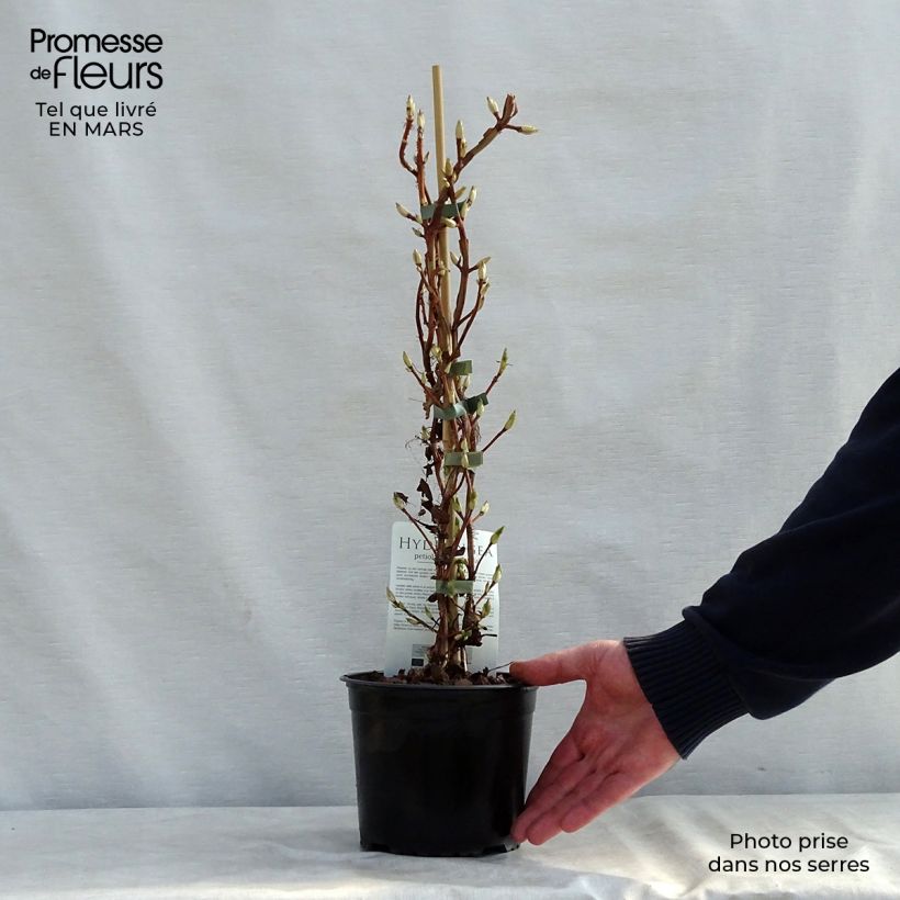 Hydrangea petiolaris Mirranda- Climbing Hydrangea sample as delivered in spring