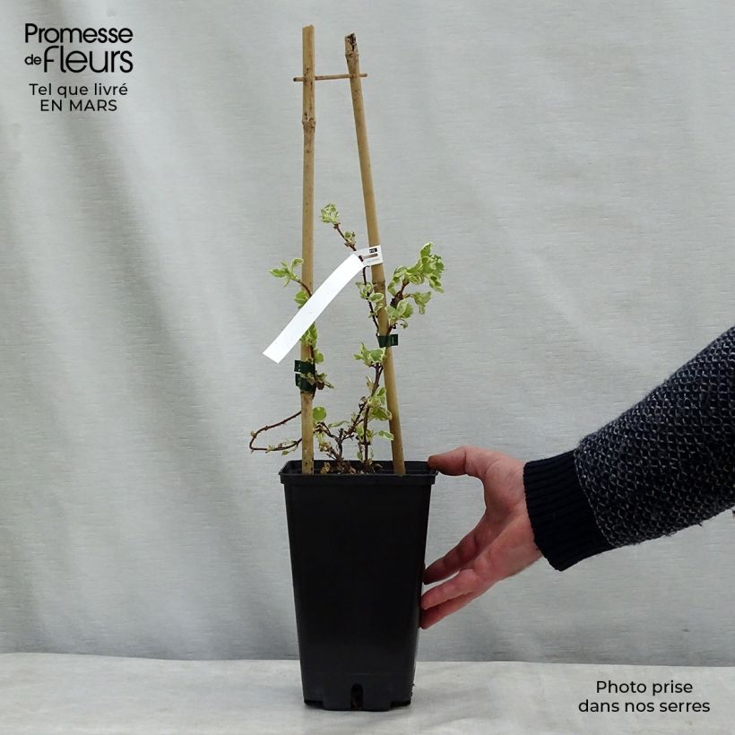 Hydrangea petiolaris Silver Lining- Climbing Hydrangea sample as delivered in spring