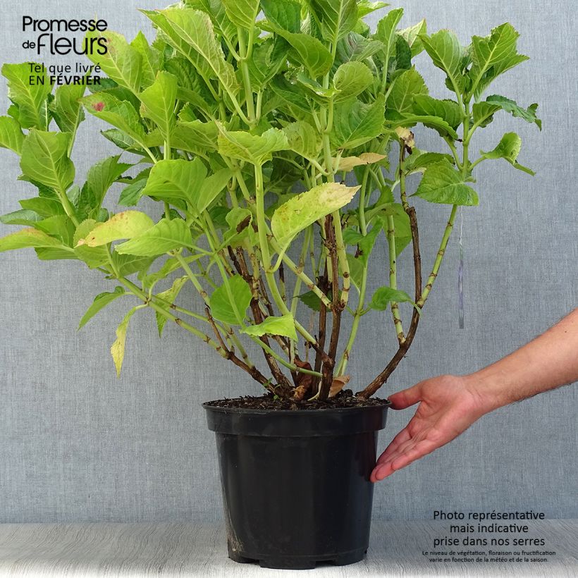 Hydrangea macrophylla Teller Blue 7.5L/10L pot sample as delivered in autumn
