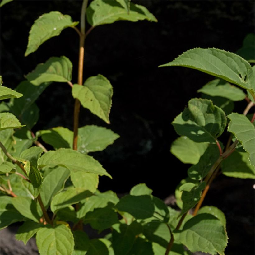 Hydrangea paniculata Burgondy Lace (Foliage)