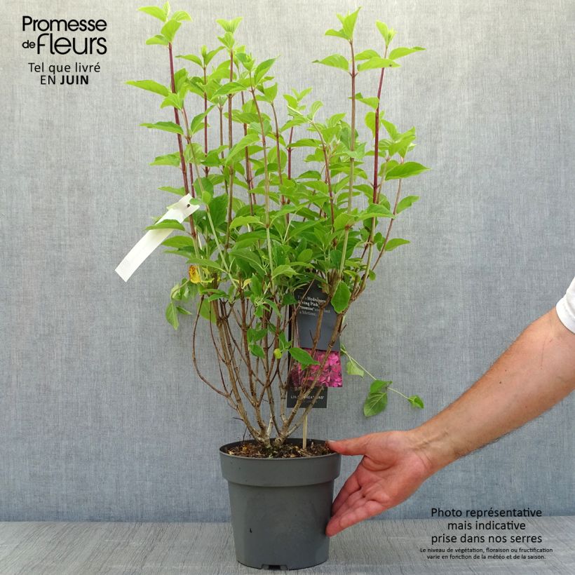 Hydrangea paniculata Living Pinky Promise - Hortensia paniculé Pot de 2L/3LHauteur livrée env. 30/40cm sample as delivered in summer
