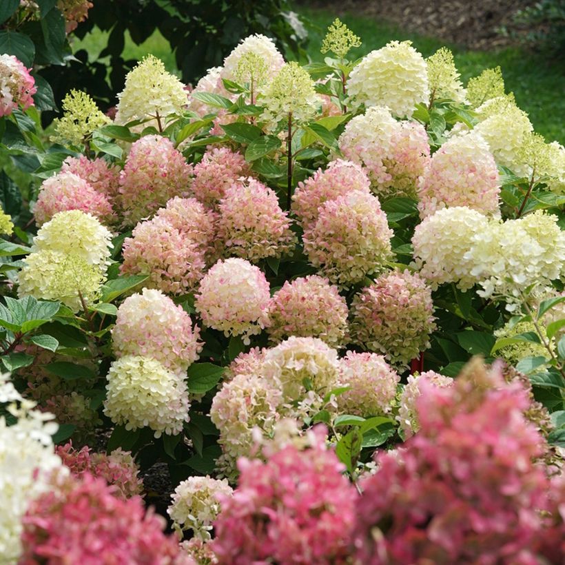 Hydrangea paniculata Fire Light (Plant habit)