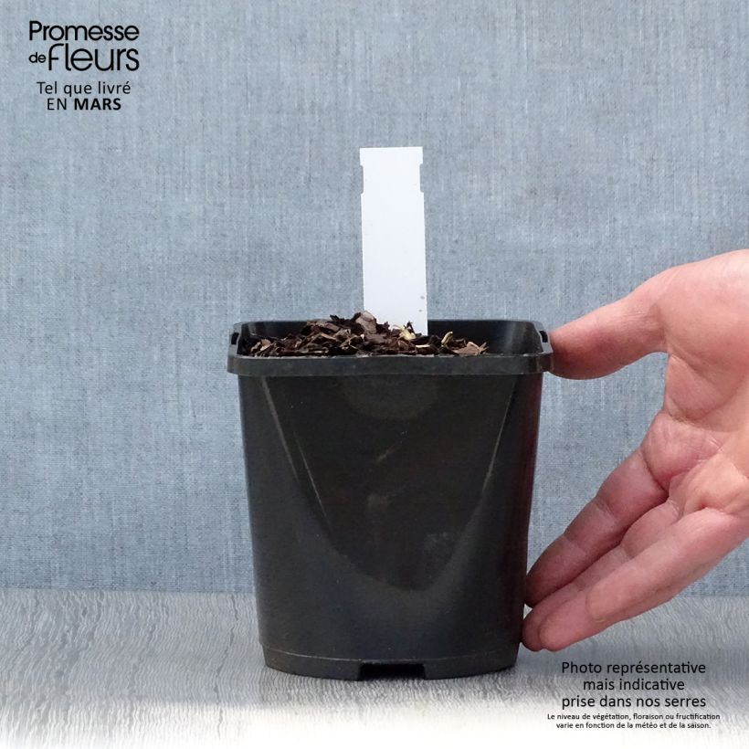 Hosta Almost Pot de 1,5L/2L sample as delivered in spring