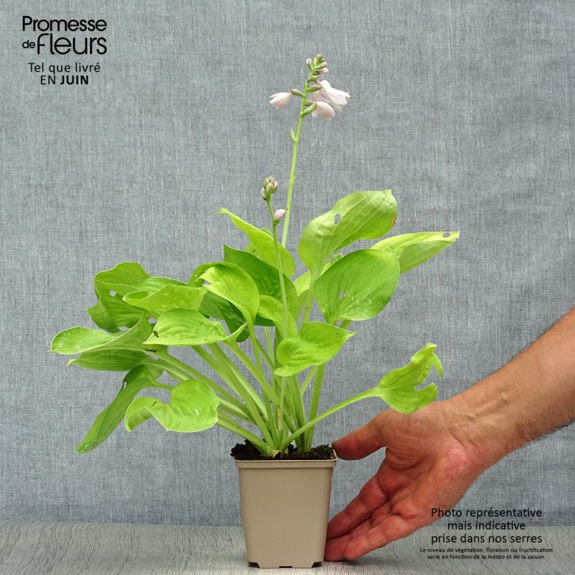 Hosta August Moon 8/9 cm pot sample as delivered in summer