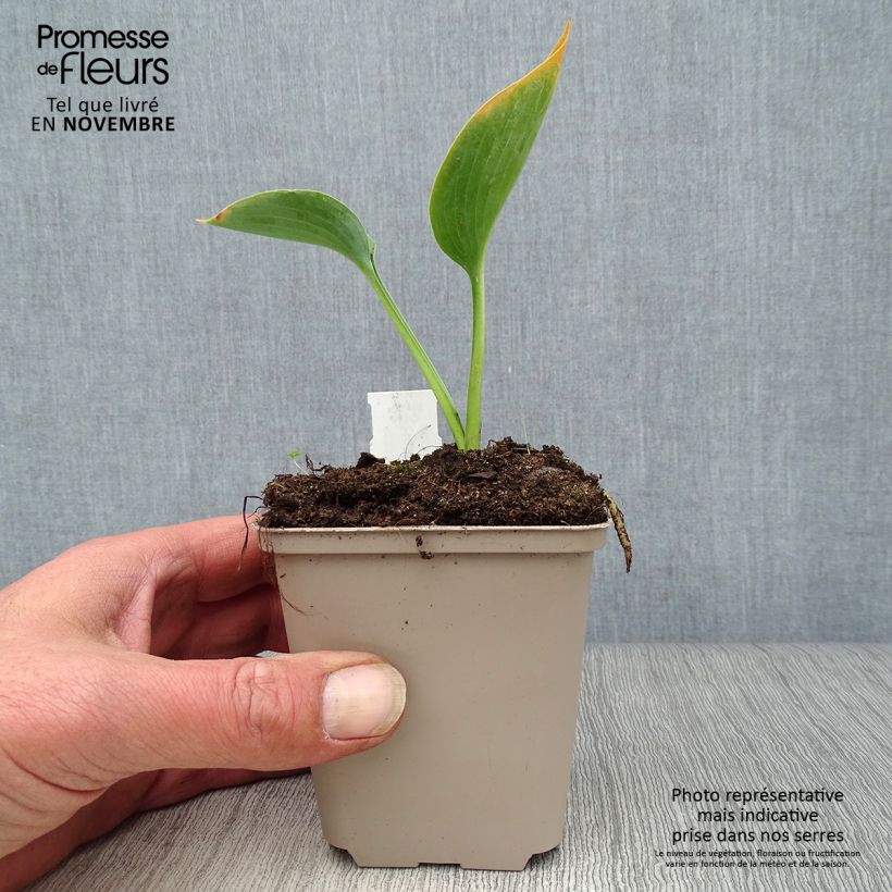 Hosta Big Daddy 8/9 cm pot sample as delivered in autumn