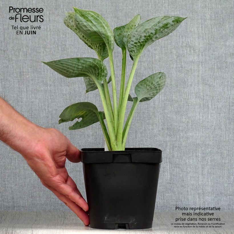 Hosta Big Daddy 2L/3L pot sample as delivered in summer