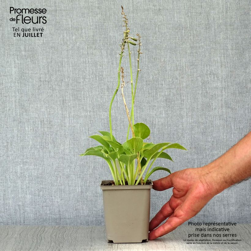 Hosta Blue Umbrellas Godet de 9cm sample as delivered in summer