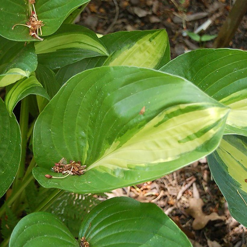 Hosta Broad Street (Foliage)