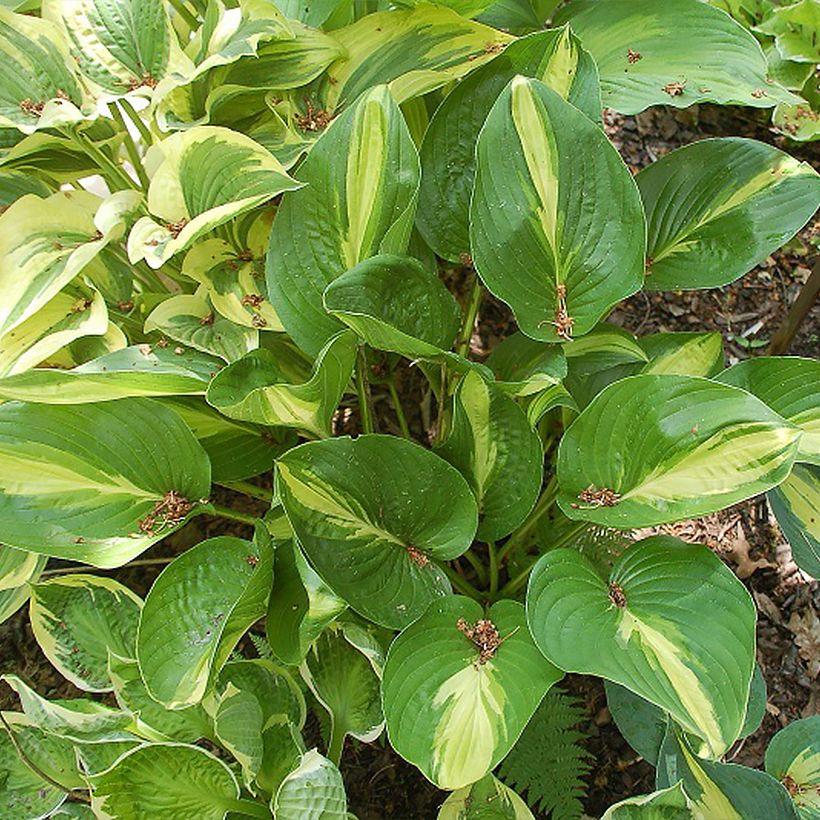 Hosta Broad Street (Plant habit)
