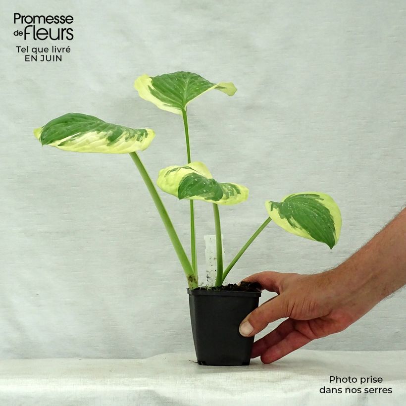 Hosta Carnival Godet de 8/9 cm sample as delivered in summer