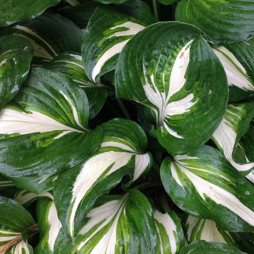 Hosta Cliffords Stingray (Foliage)