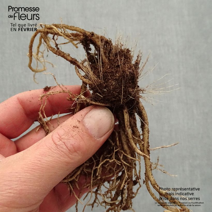 Hosta Devon Green - racines nues  sample as delivered in winter