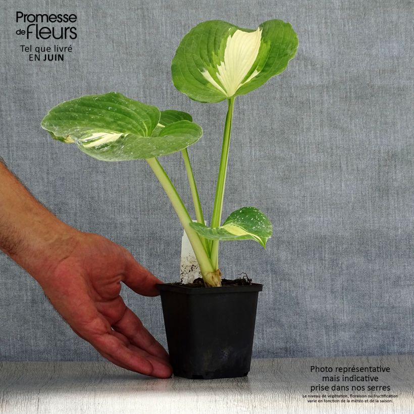 Hosta Dream Queen Godet de 8/9 cm sample as delivered in summer