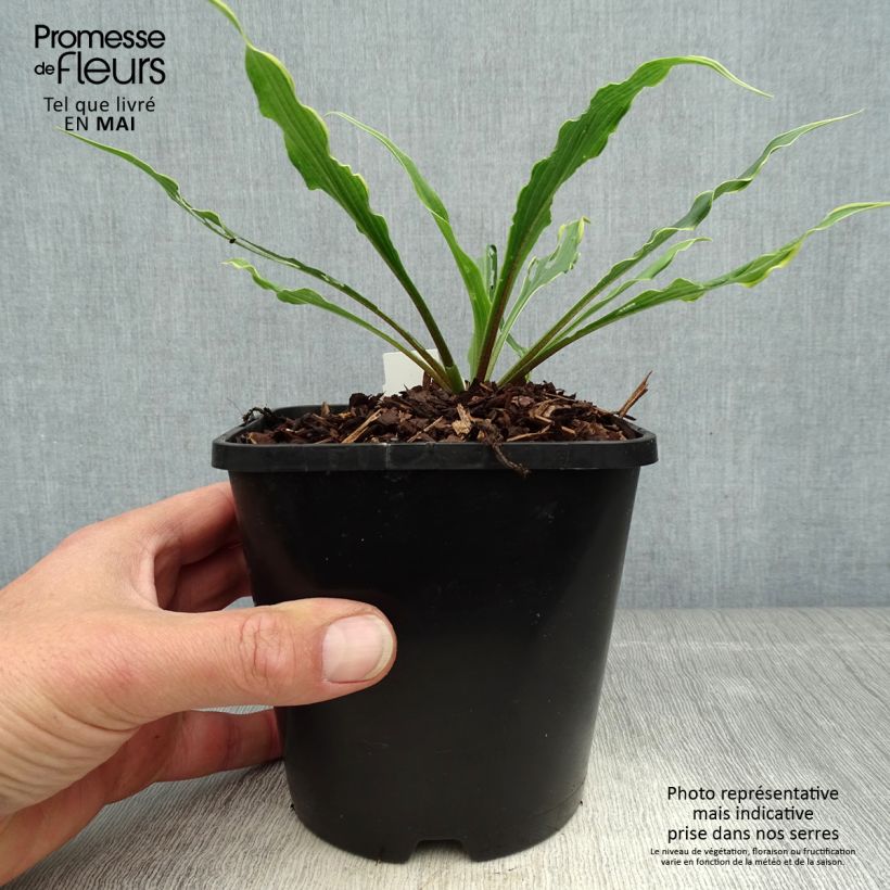 Hosta Electrocution - pot de 1.5L/2L sample as delivered in spring